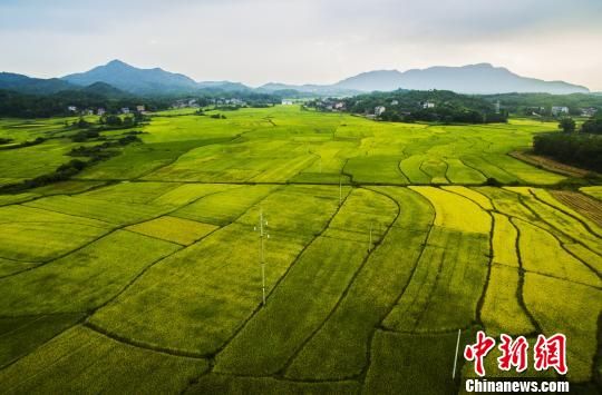 江西省上饶市铅山县河口镇玉石村,稻田色彩斑斓。 江西省上饶市铅山县河口镇玉石村,稻田色彩斑斓。