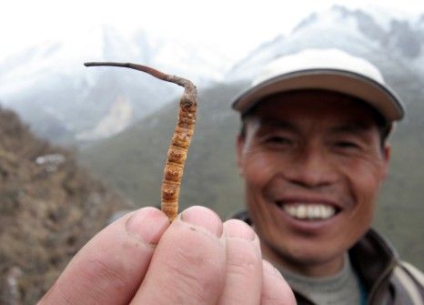 39年涨价近万倍 高价冬虫夏草产业链调查 国内财经 新浪财经 新浪网