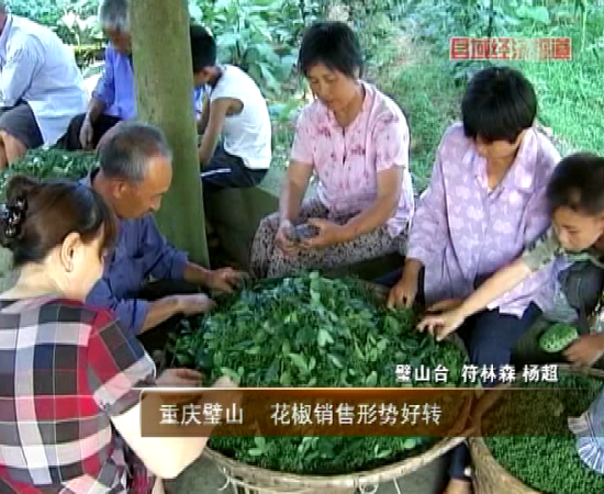 重庆璧山:花椒销售形势好转_地方经济