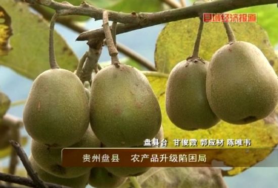贵州盘县:农产品升级陷困局_地方经济