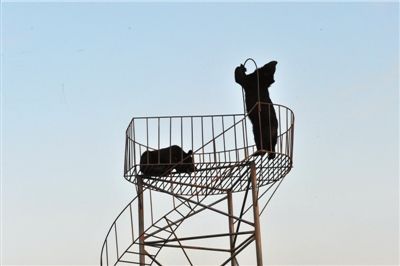 熊胆粉最大供需方上海凯宝浮出水面_上市