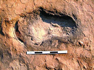 陕西神木县发现百余恐龙脚印遗迹化石(组图)