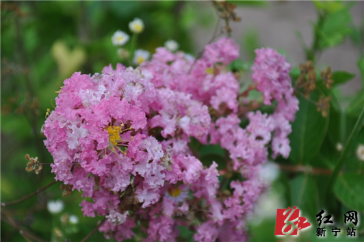 丹霞崀山:紫薇花开 人间仙境(组图)