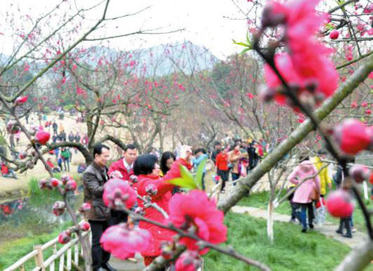 大龙潭景区桃花艳 柳州推进绿化美化彩化工程建设花园城市速写(组图)
