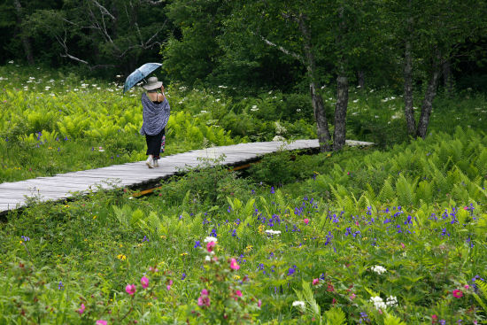 高山花园漫步 长白山候选景区(组图)