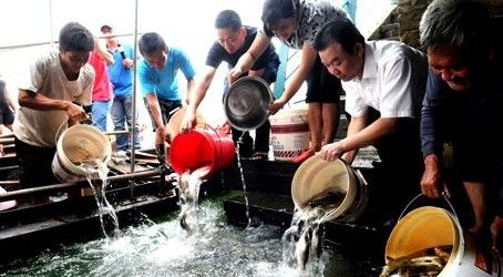 本地土著鱼类倒入清澈的柳江河 围捕食人鲳暂无收获 被捕柳州土著鱼得放生