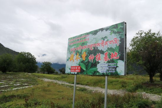 波棱瓜种植基地 首届林芝藏医药研讨会召开 体验藏式养生