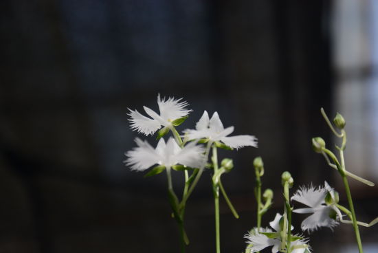 白鹭草 北京植物园首次展出白鹭草