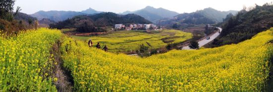 新化镇百豆的油菜花开满山坡.李晋摄影 广西乐业万亩油菜花海美不胜收
