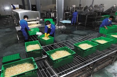 2014年11月26日，浙江省温州市，一食品公司生产车间内，工人将清洗、脱壳后的豆芽进行装盒过秤，送入保鲜车间。图/CFP