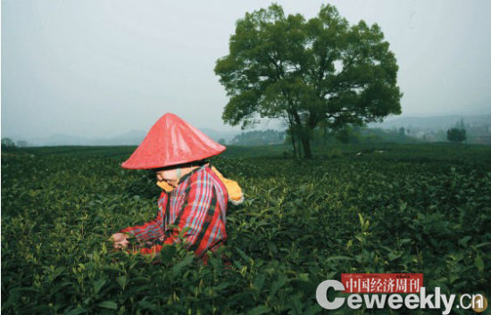 龙井村的一位采茶工，她们每人每天的工资是90元，茶农管吃管住报销路费。尽管如此，采茶工还是一年比一年难找。