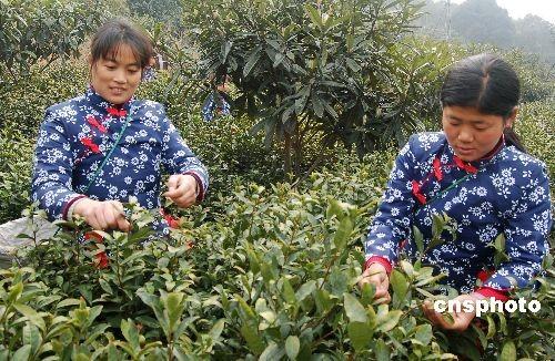 中国名茶碧螺春上市 极品茶每公斤突破万元(图