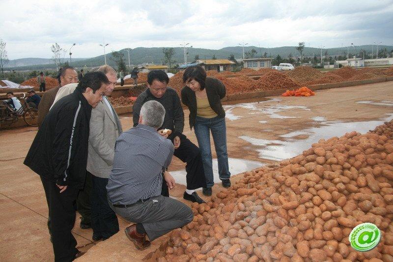 加拿大投资商到宣威考察马铃薯原料市场(图文