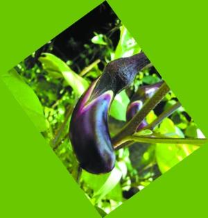 18����Ҫ�߲˼�ͬ����62%