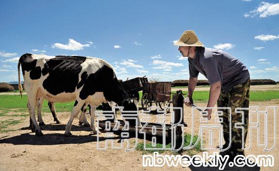 寻找好牛奶:澳洲奶牛你吃饱了吗_财经_MSN中