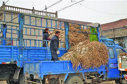 媒体蔬菜产地调查:菜农预期气温低致产量骤减