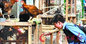伊朗鸡肉价格大涨三倍 警方忧吃鸡引仇富_国际