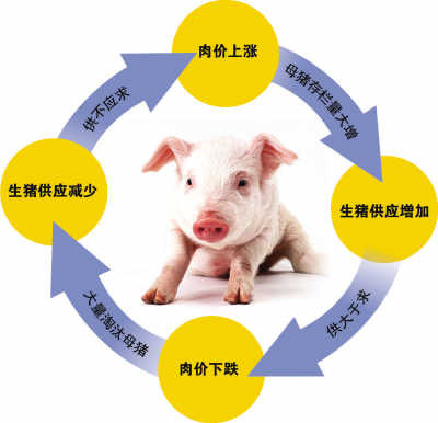CPI猪患何时卷土重来粮价疯涨或难动猪价