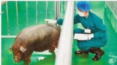 中南大学批量培养供体猪将为人类手术提供脏器