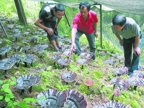 高山仙草富裕一方山民--灵川规模种植仿野生