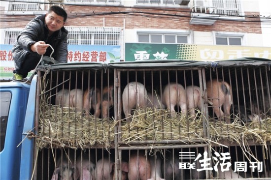 黄浦江浮猪事件:散户养殖积弊的集中爆发|黄浦