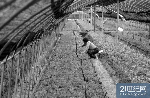 9家知名中药企业农残疑云:GAP规范面临考验|