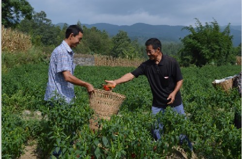 彭水龙塘乡椒农创新种油菜