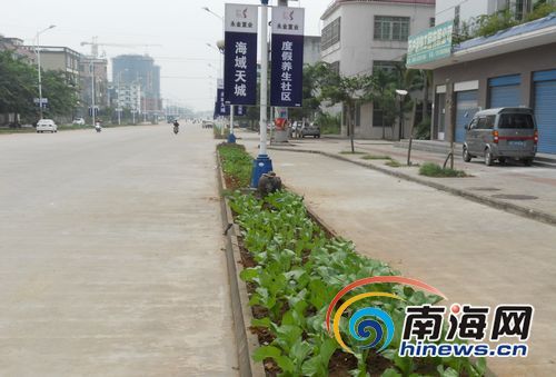 海南琼海市民绿化带种菜 批评罚款收效甚微(图)