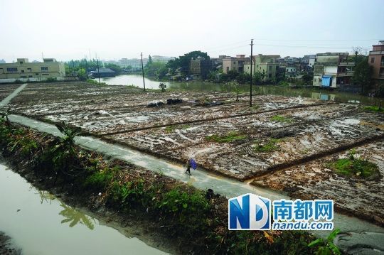 麻涌镇东太村,一片统筹完毕的土地被分割成块,并用标尺明确划分。 东莞麻涌统筹万亩耕地 村民指责政府变相征地