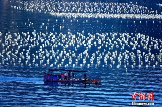 图为渔船经过一片养殖场。王东明 摄 航拍福建霞浦滩涂 CNN评出40个中国最美地方之一
