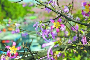 美丽异木棉花盛开。广报全媒体记者余靖摄 “花艺界奥林匹克”9月在广州举行 尽邀爱花人花城赏群芳