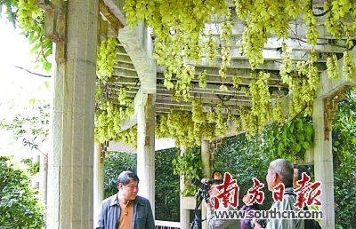 流花湖公园。 符超军 摄 期待!2020年广州出门几百米就有公园