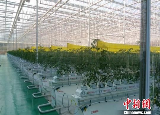 福建省光泽县丰圣鸾凤智慧园。 刘文标 摄 福建“农七条”加快推进“数字农业”发展