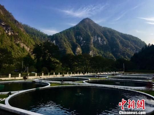 贵州山地养殖。 杨云 摄 改革开放40年:看贵州“三个变化、两个创新”