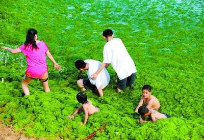 青岛浒苔围城 大草原重创水产业和旅游业