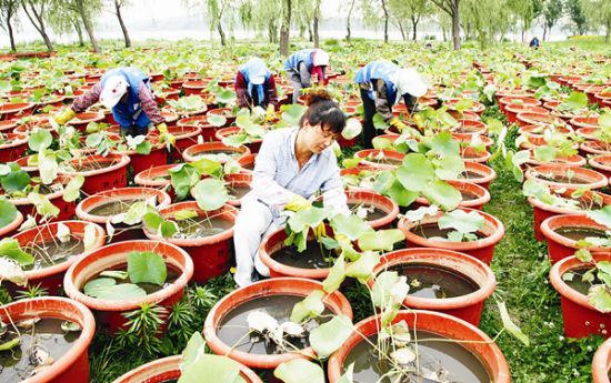 工人在养护精品荷花 工人在养护精品荷花