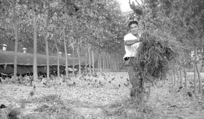 江苏:新曹农场林下养鸡形成亿元产业