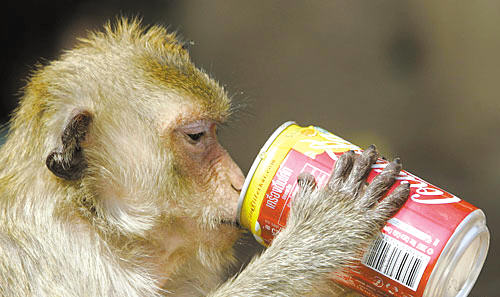 图片 泰国首都曼谷以北的小镇罗波里,一只猴子