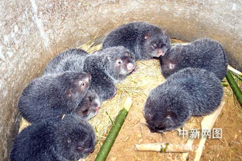 岭南瑶乡人养芒鼠发财(图)