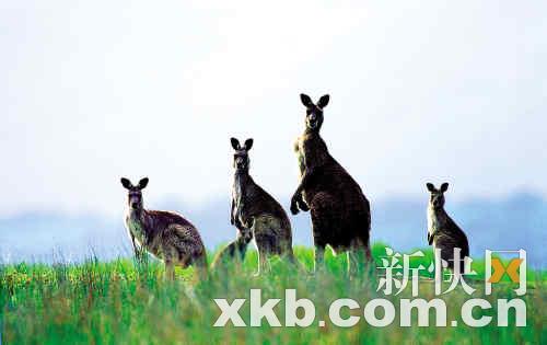 我在澳大利亚的乡村生活