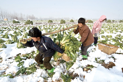 济南市平阴县店子菜农抢收雪地中大白菜