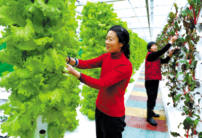 墙体栽培技术种植绿色蔬菜投放市场后受欢迎_