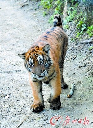 25年无人见过野生华南虎近亲繁殖虎仔成活率低