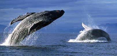 �ձ�������֧�ֲ����������»���ȡ����IWC��