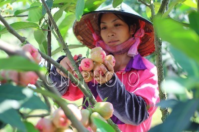 广西钦州台湾莲雾种植基地今夏喜获丰收_滚动