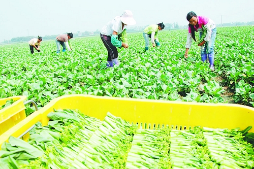 ��׼�������߲��߳�����