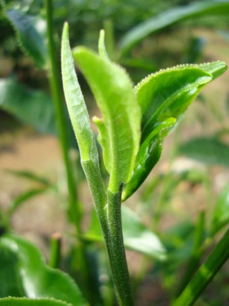 �Ͻ��ط��ֲ���ҶƬ��������