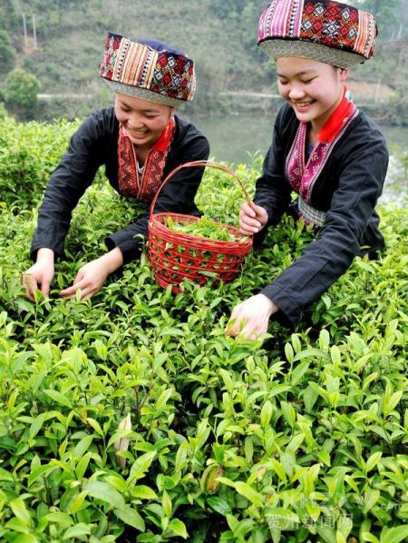 图为4月2日,水口镇瑶胞在茶园里采摘春茶.