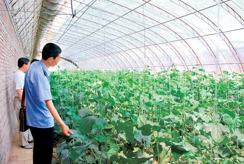 陕西延安甘泉县发展设施蔬菜产业富农强县采访