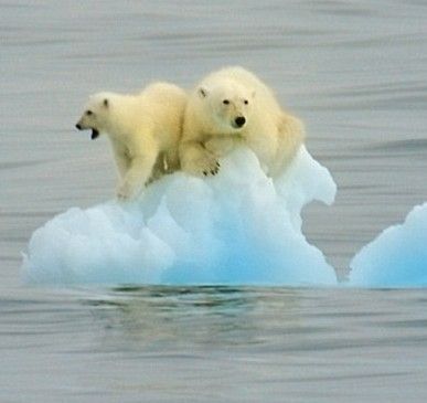 从北极到南极:科学家提6种有趣物种迁移方案(